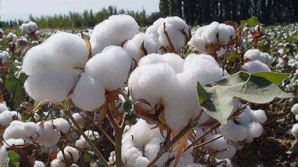 全網(wǎng)抵制！HM、耐克涼了？記住今天的熱搜：新疆棉花不吃這一套！